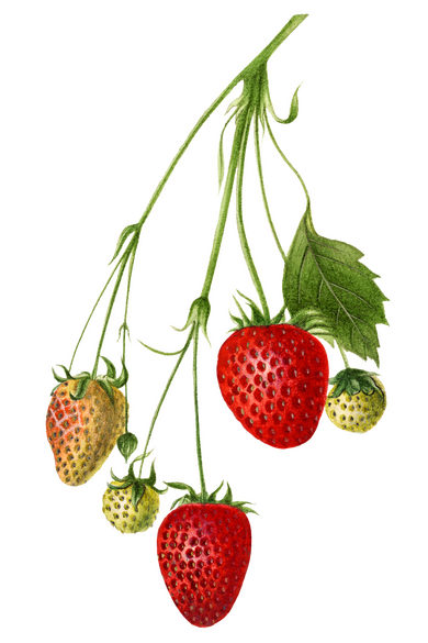 scientific drawing of a group of strawberries, at various stages of ripeness